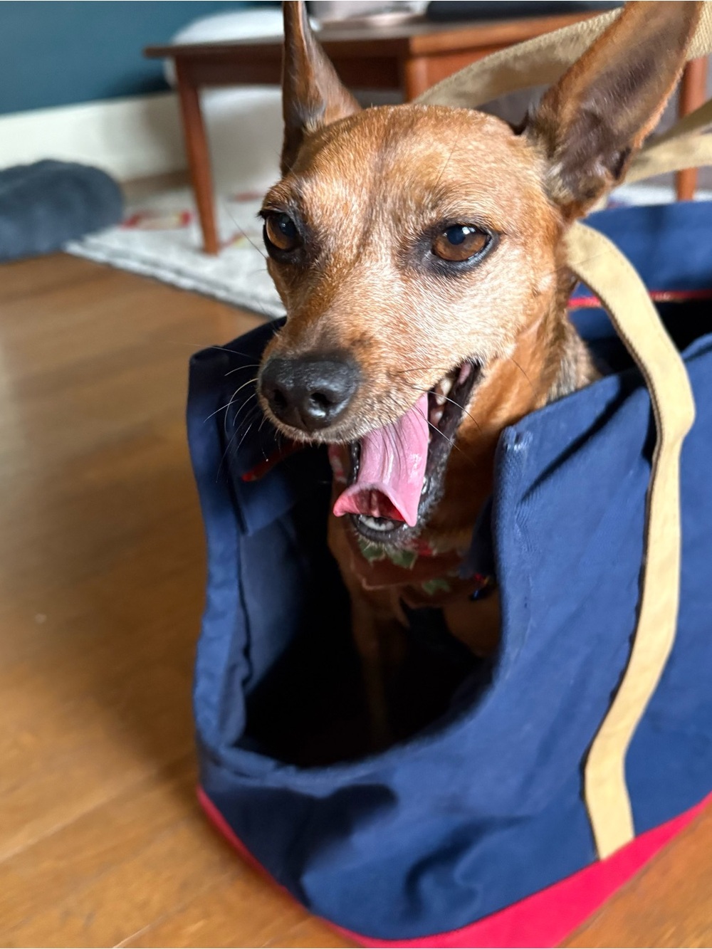 Navy & Red Canvas Pet Tote with Tan Straps - Picture 9 of 11